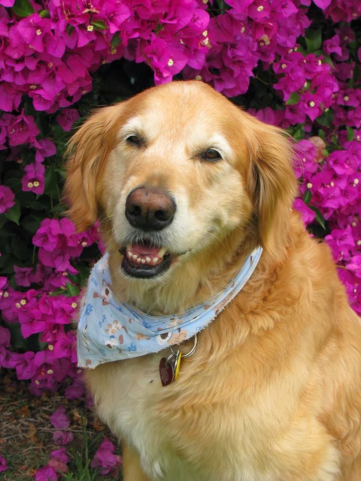 Grooming With Love | 29851 Aventura, Rancho Santa Margarita, CA 92688, USA | Phone: (949) 713-9357