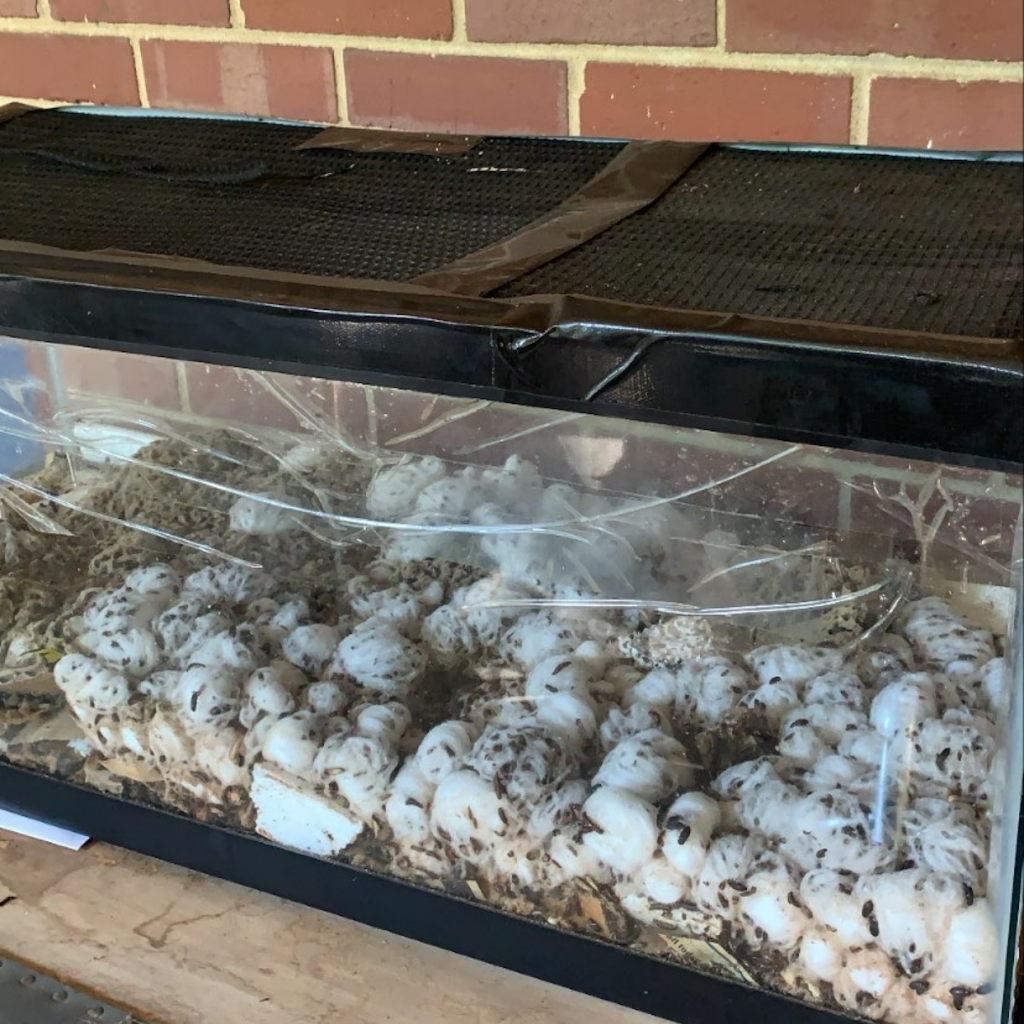 Talias Beetle Bugs | 3544 View St, Bakersfield, CA 93306, USA | Phone: (661) 332-2099