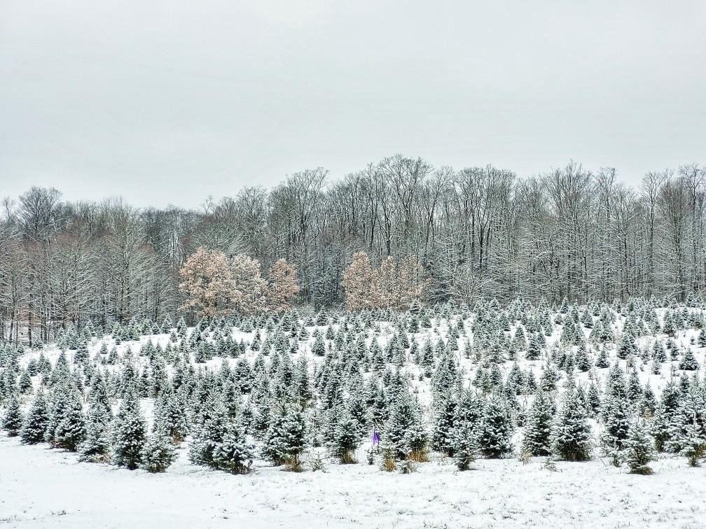 Almeters Tree Farm 2764 Dutch Hollow Rd, Strykersville, NY 14145