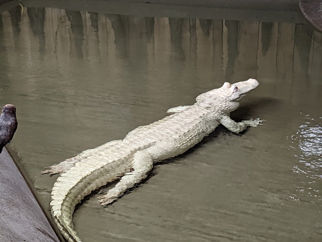 Airboat Adventures | 5145 Fleming Park Rd, Lafitte, LA 70067, USA | Phone: (504) 689-2005