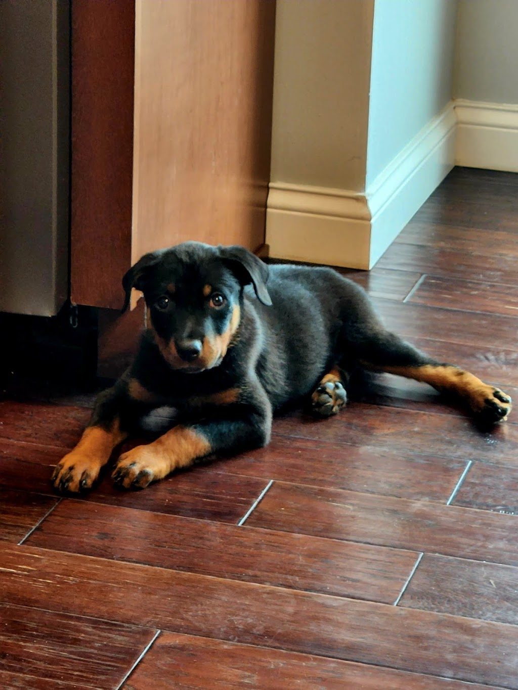 Shiloh Veterinary Clinic | 830 N Green Mt Rd, Swansea, IL 62221, USA | Phone: (618) 622-3778