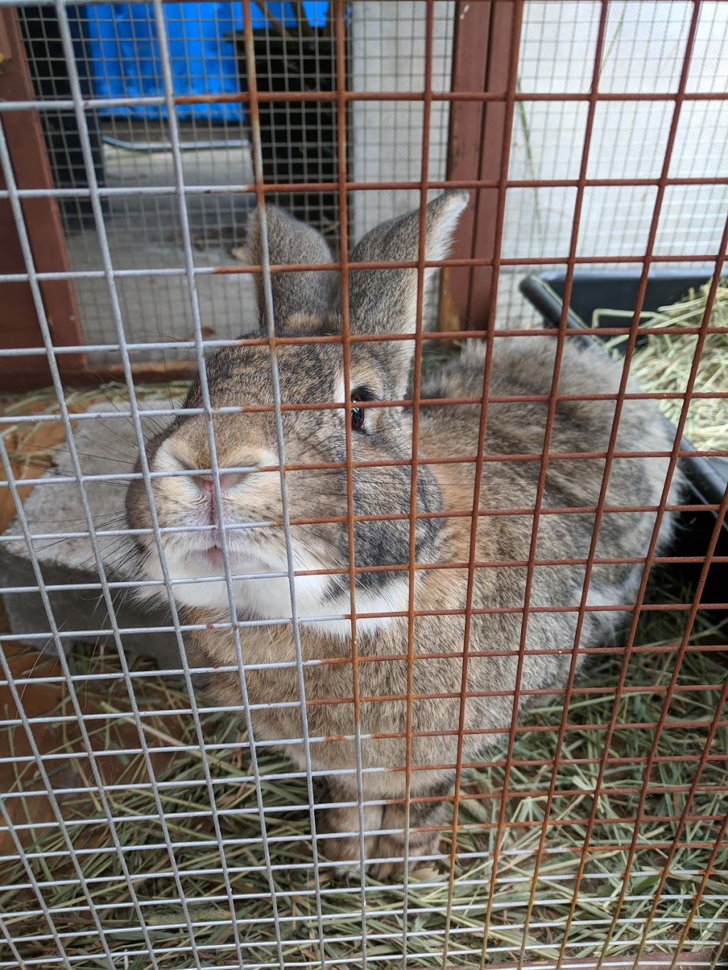 Creative Pet Supply | 305 N Harbor Blvd, San Pedro, CA 90731, USA | Phone: (310) 832-9929