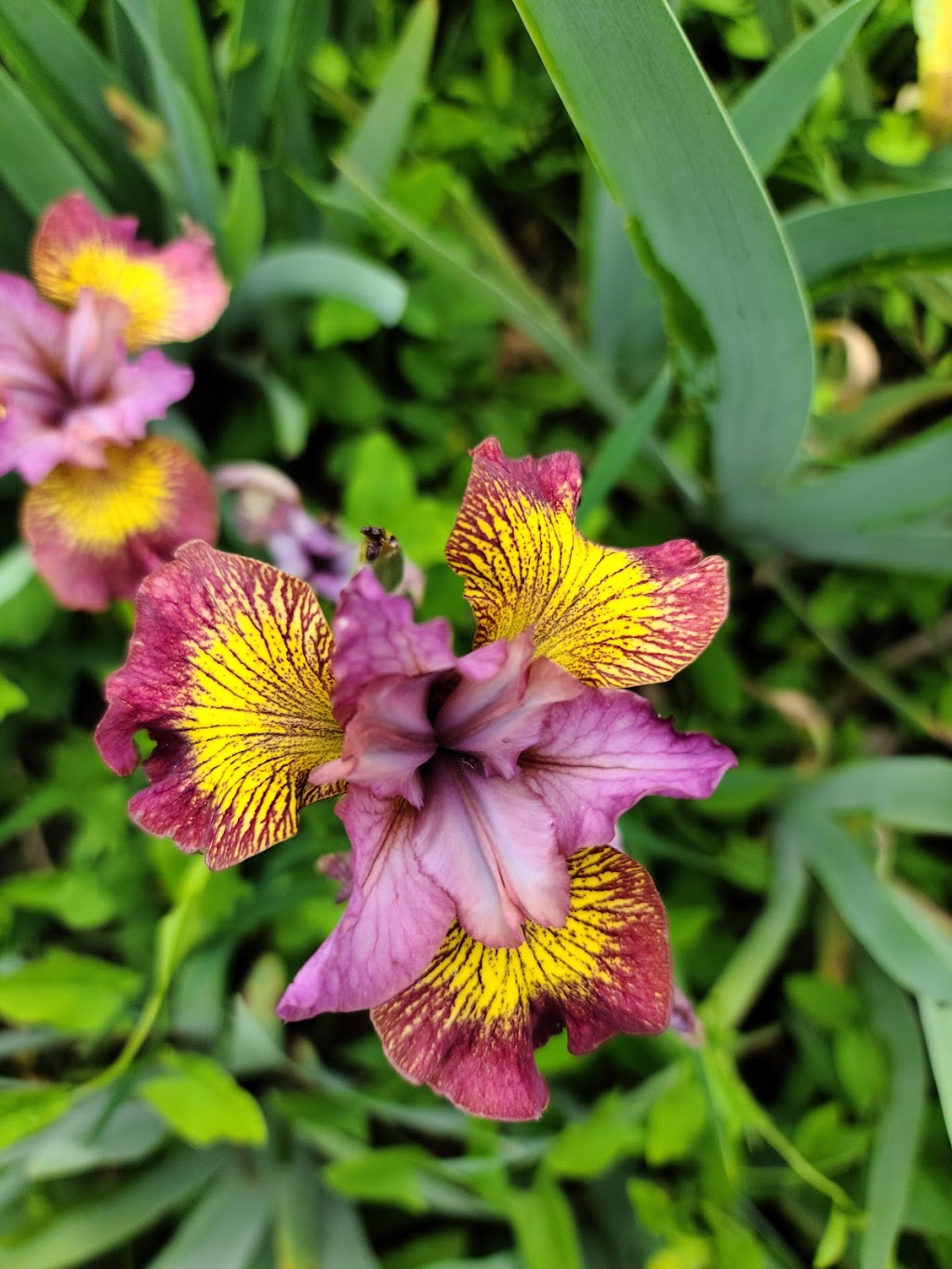 Jonis Dance-In-The-Wind Iris Garden | 810 S 14th St, Tekamah, NE 68061, USA | Phone: (402) 374-2621