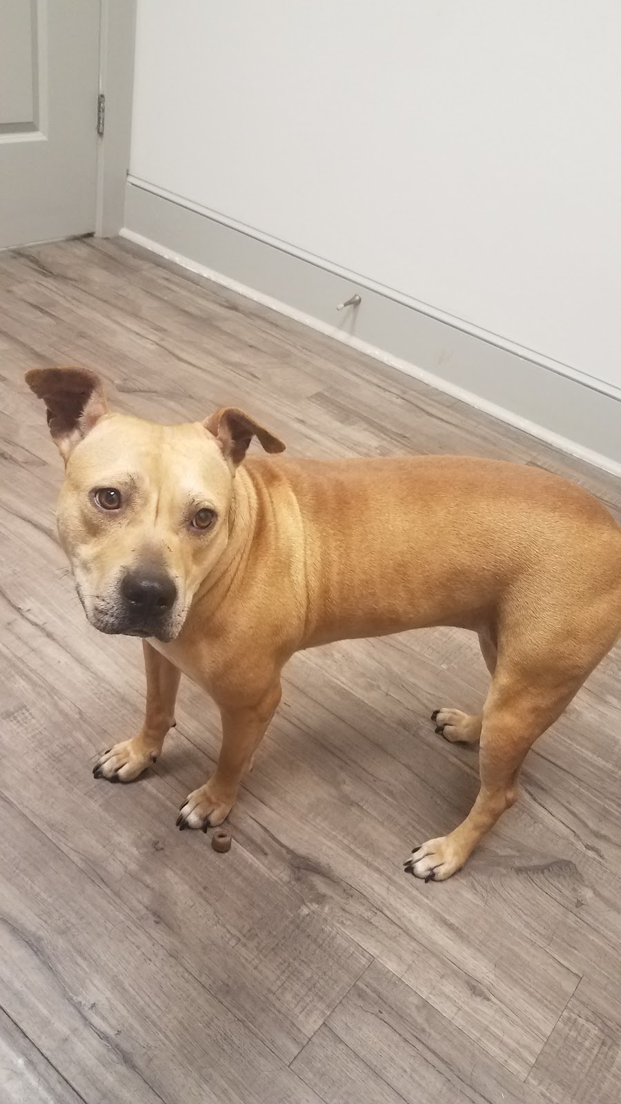 Rivertown Animal Hospital | 710 E Main St, Brusly, LA 70719, USA | Phone: (225) 749-5000