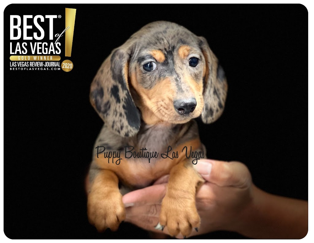 Puppy Boutique Las Vegas | 4343 N Rancho Dr #244, Las Vegas, NV 89130, USA | Phone: (702) 658-8820