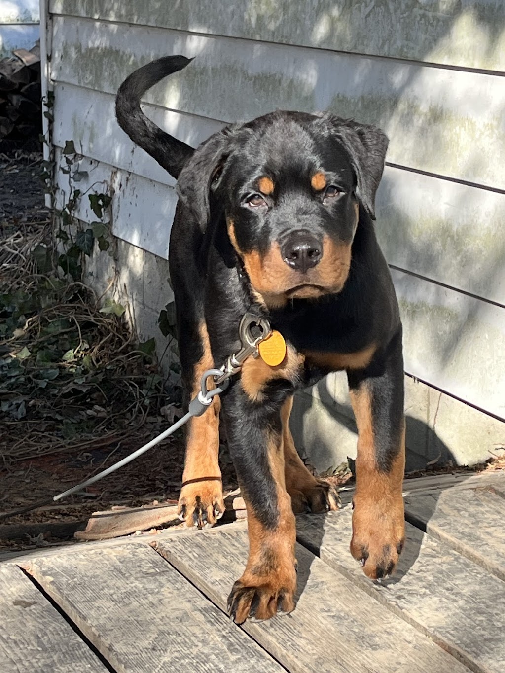 German Select Rottweilers | 454 Overlook Dr, Hillsville, PA 16132, USA | Phone: (330) 610-8447