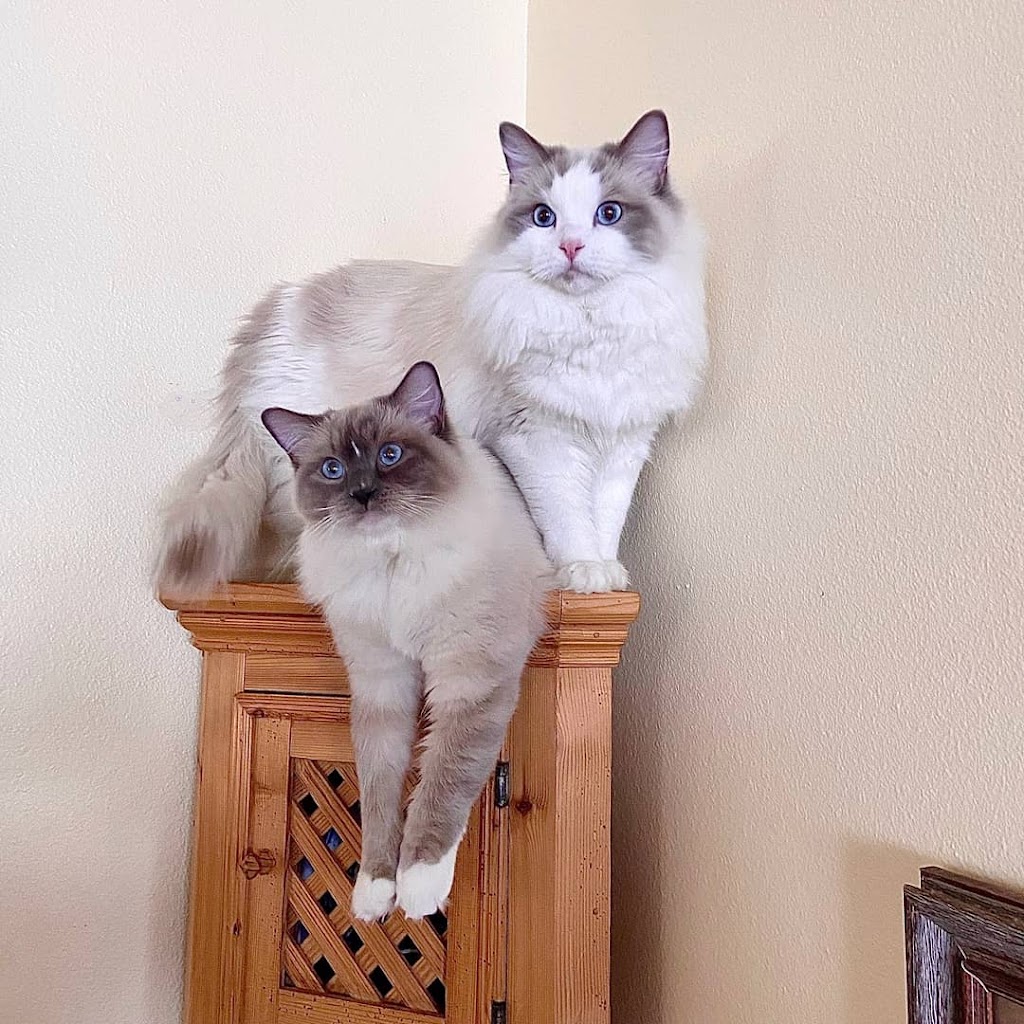 Aspen Ragdolls | 5406 Co Rd 102, Elbert, CO 80106, USA | Phone: (720) 999-4264