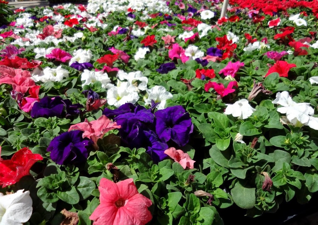 Park Greenhouse Garden Center | 12813 W Ripon Rd, Ripon, CA 95366, USA | Phone: (209) 599-3410