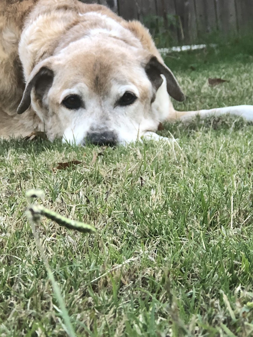 CareVet of Honor Heights | 4011 W Okmulgee Ave, Muskogee, OK 74401, USA | Phone: (918) 682-6652