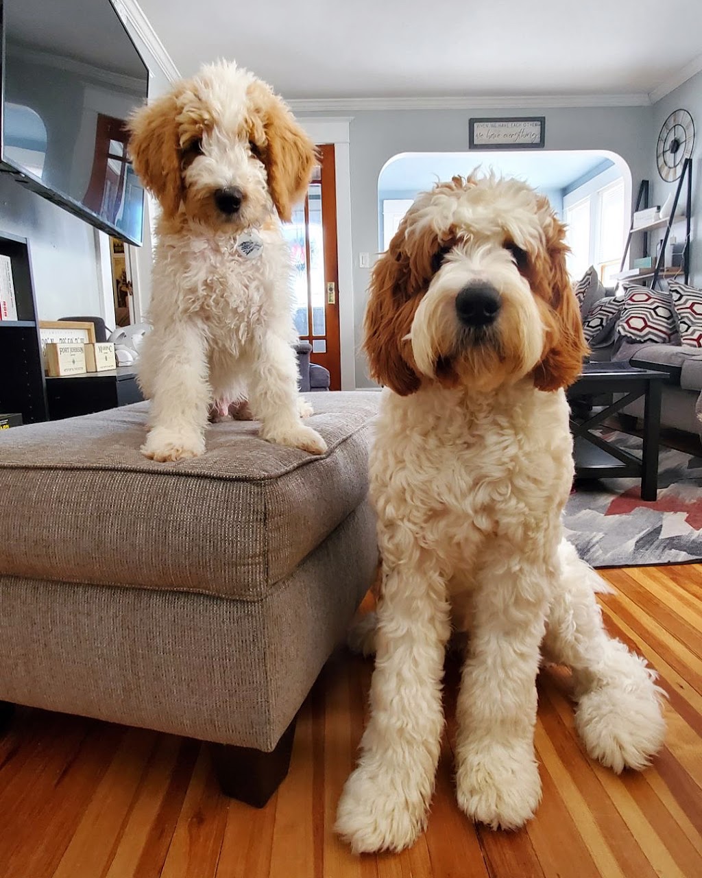 Dogs Retreat | 898 Troy-Schenectady Rd, Latham, NY 12110, USA | Phone: (518) 698-2873