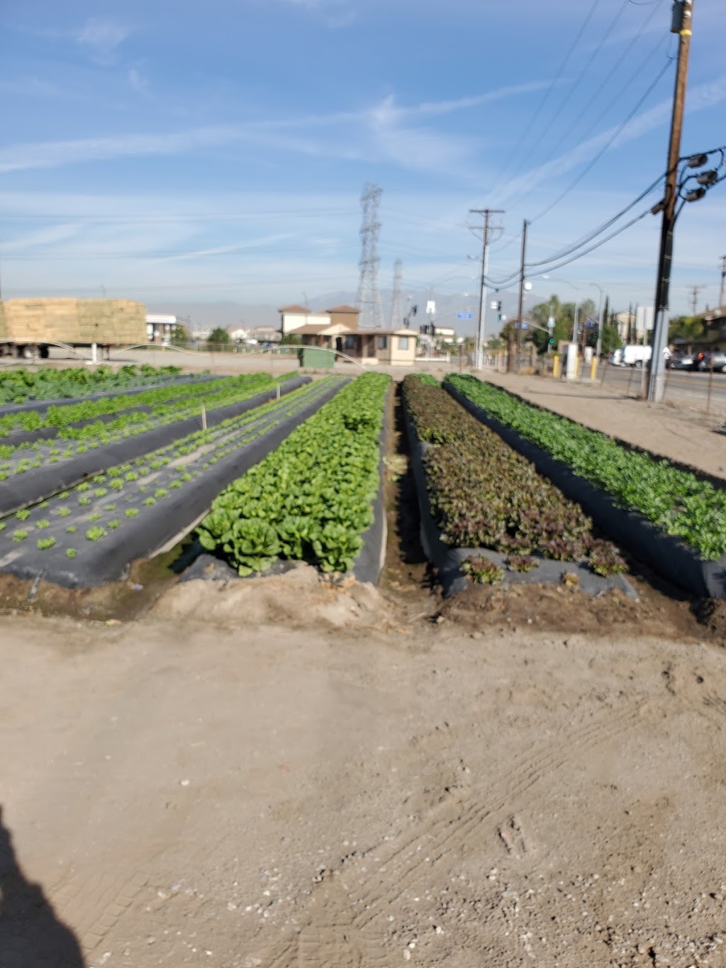 García farms | 16400 Chino Corona Rd, Chino, CA 91708, USA | Phone: (909) 235-1392