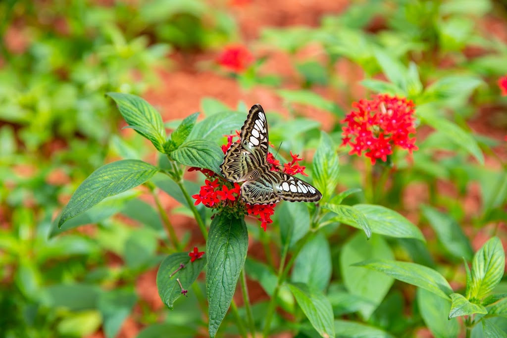 Butterfly House | 979 Catawba Ave, Put-In-Bay, OH 43456, USA | Phone: (419) 285-2446