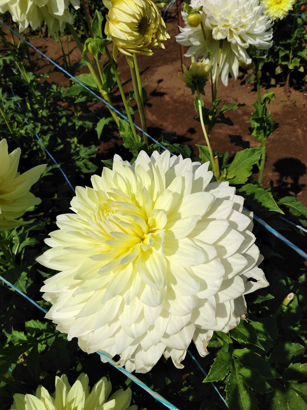 Barberton Blooms | 6401 NE 144th St, Vancouver, WA 98686, USA | Phone: (360) 953-0802 Barberton Blooms | 6401 NE 144th St, Vancouver, WA 98686, USA | Phone: (360) 953-0802