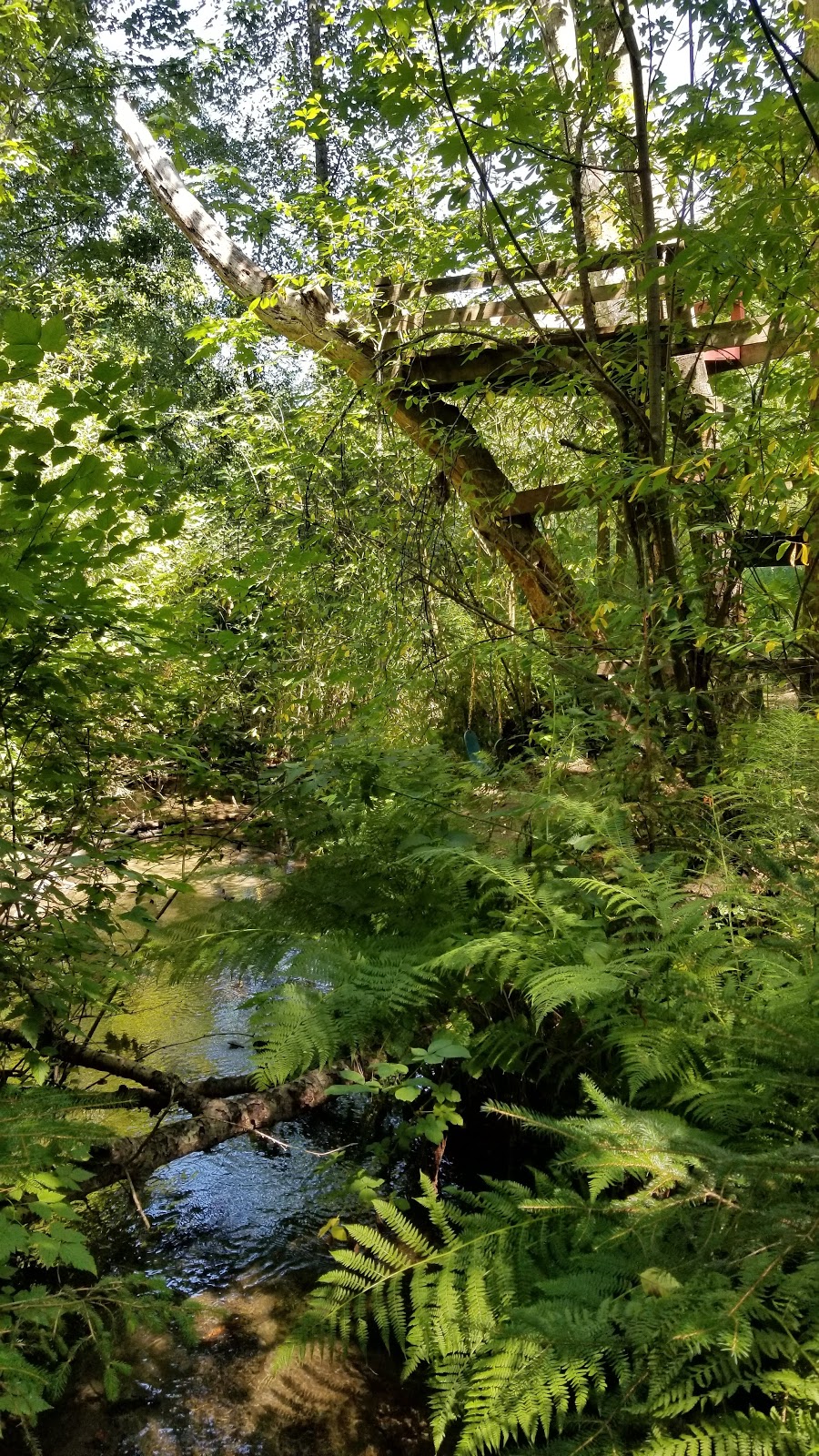 Licorice Fern Natural Area | 1100 NE 130th St, Seattle, WA 98125, USA | Phone: (206) 227-3864