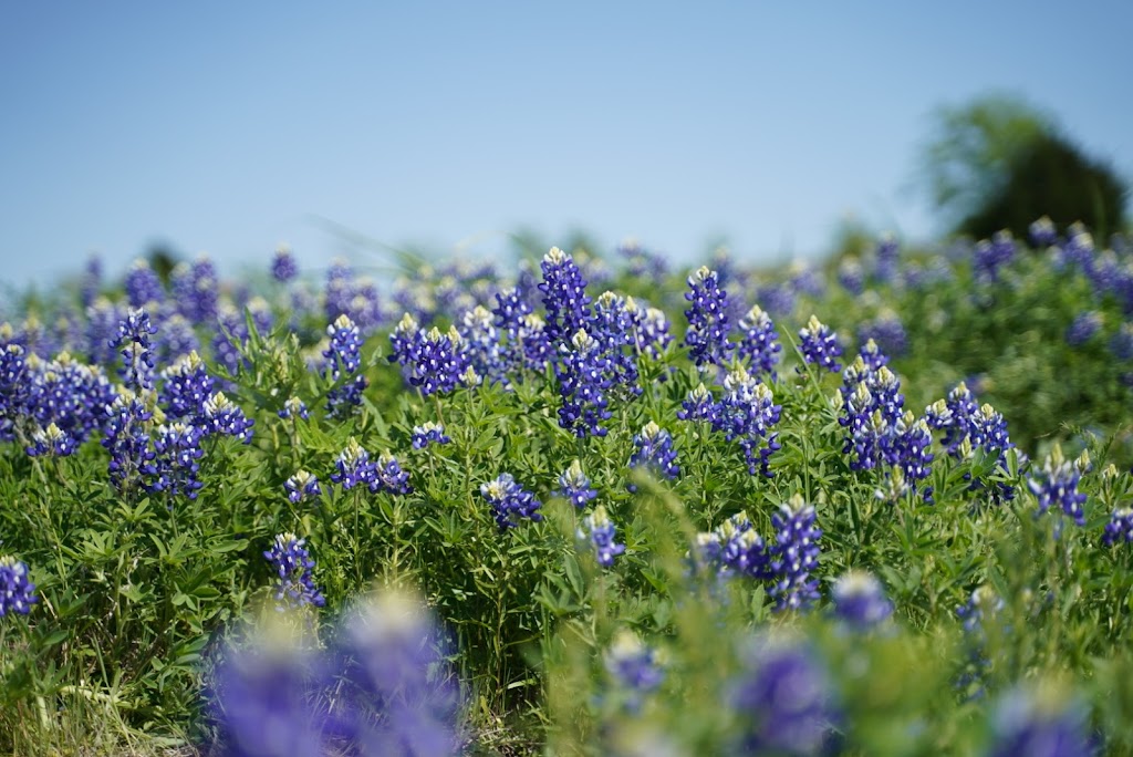 Meadow Nature Area | 1901 Laneview Dr, Ennis, TX 75119, USA | Phone: (972) 878-4748