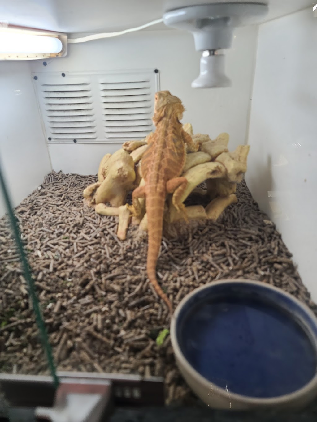 Reptile Island | 3960 Prospect Ave S, Yorba Linda, CA 92886, USA | Phone: (714) 524-8442