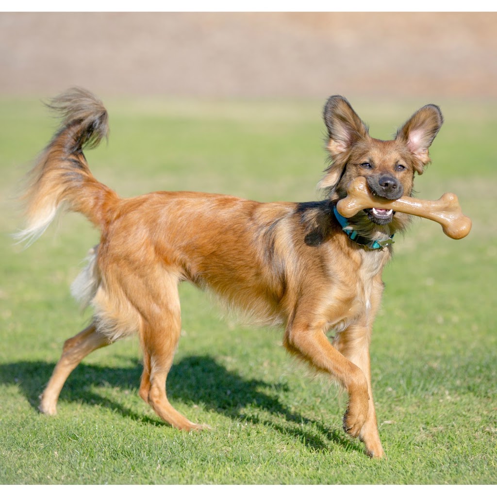 Pet Qwerks, Inc. | 9 Studebaker, Irvine, CA 92618, USA | Phone: (949) 916-3733