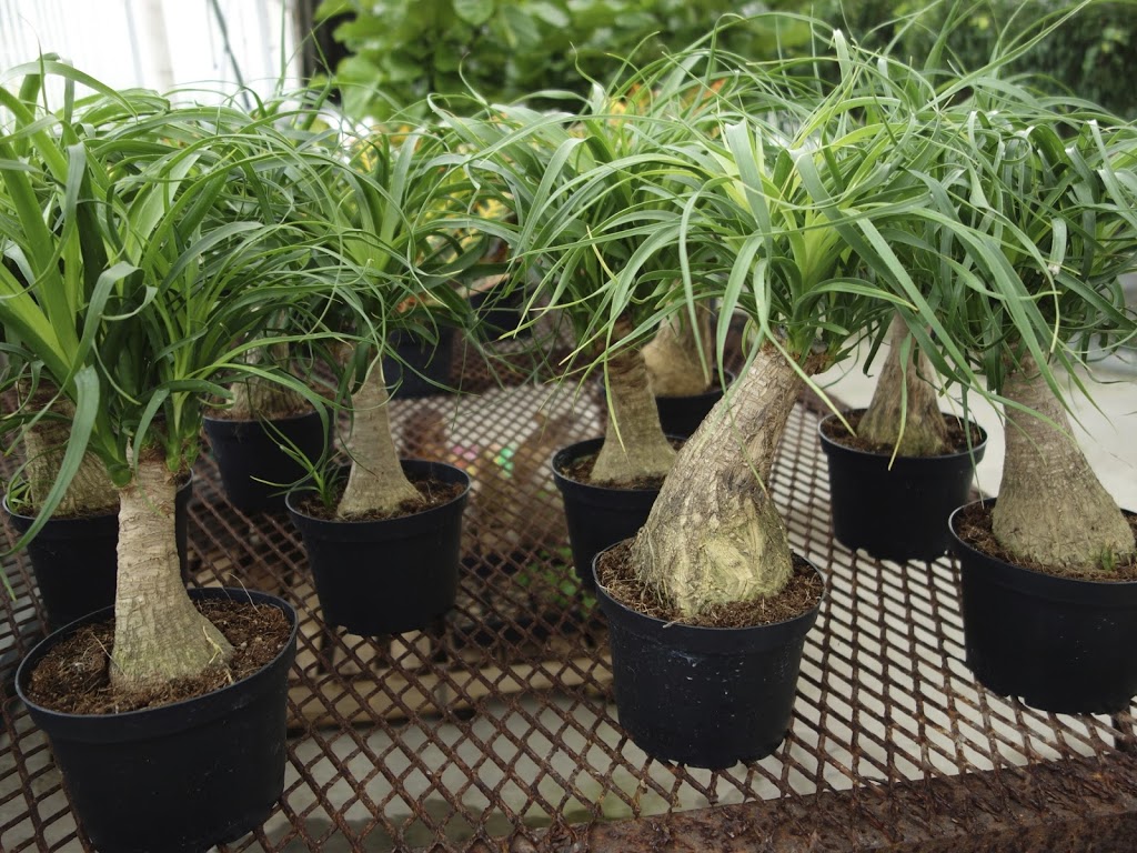 Hawaiian Tropical Plant Sales | 2211 N Beckley Ave, Dallas, TX 75208 | Phone: (972) 243-0181