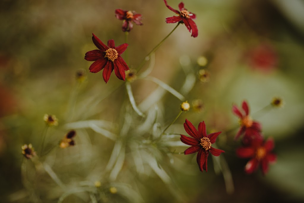 The Marmalade Lily | 9850 Schlottman Rd, Loveland, OH 45140, USA | Phone: (513) 604-6561