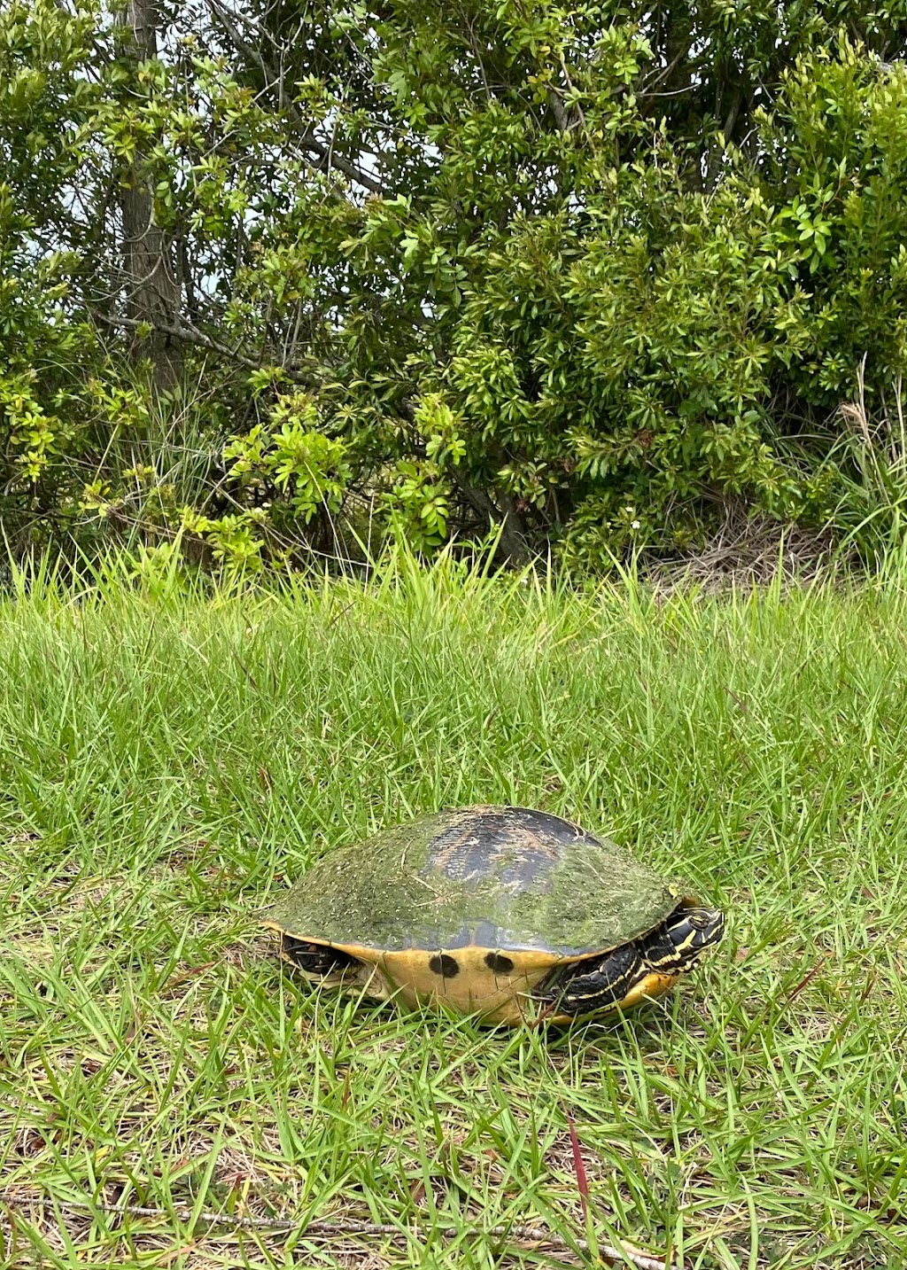 Blue Heron Wetlands | 4800 Deep Marsh Rd, Titusville, FL 32780, USA | Phone: (321) 455-5145