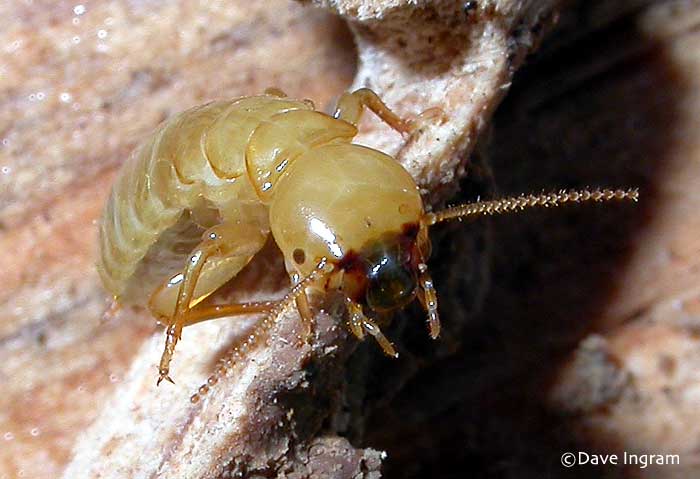 Golden Pacific Termite | 17853 Santiago Blvd, Villa Park, CA 92861, USA | Phone: (714) 293-6365