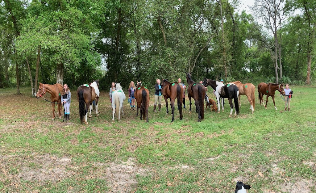 Mckie Equine | 18133 Boys Ranch Rd, Altoona, FL 32702, USA | Phone: (352) 267-0082