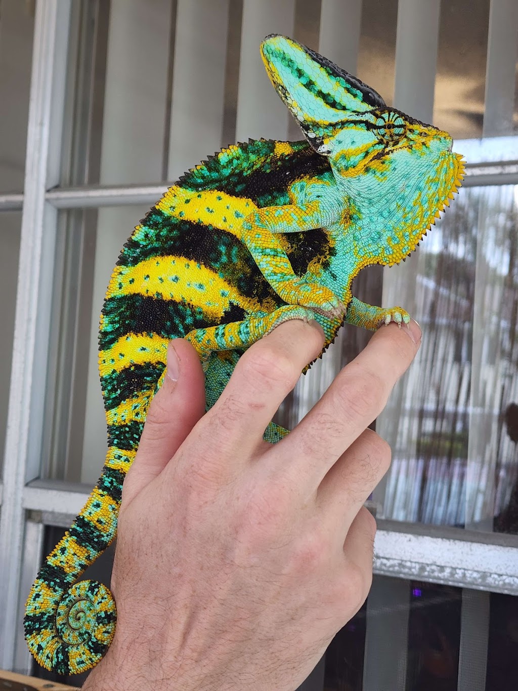 Lazy Lizards Breeding | 9302 Binnacle Dr, Port Richey, FL 34668, USA | Phone: (727) 317-6662