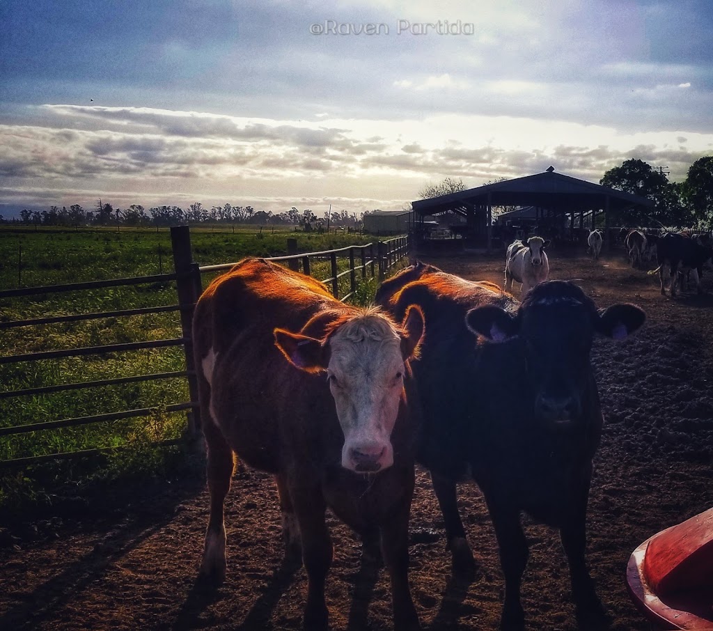 Milnes School | 6437 Milnes Rd, Modesto, CA 95357, USA | Phone: (209) 345-0981