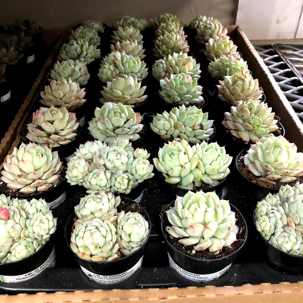 Austin Succulents | 1806 W Koenig Ln #A, Austin, TX 78756, USA | Phone: (512) 453-6633