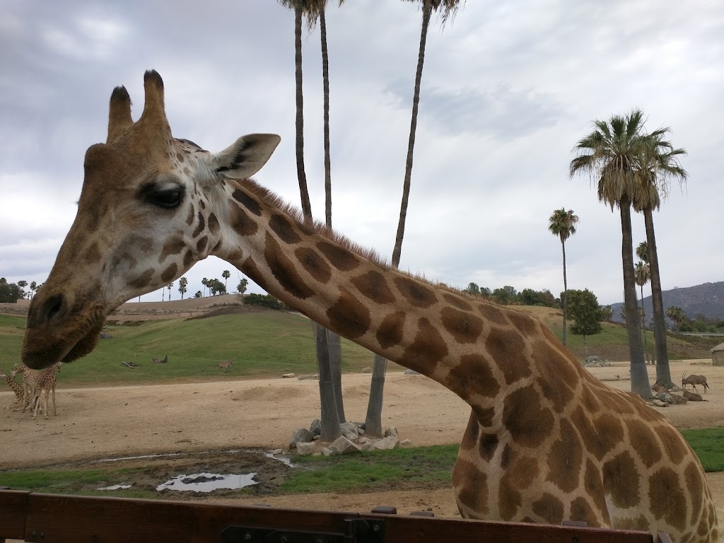 San Diego Zoo Safari Park | 15500 San Pasqual Valley Rd, Escondido, CA 92027, USA | Phone: (619) 231-1515