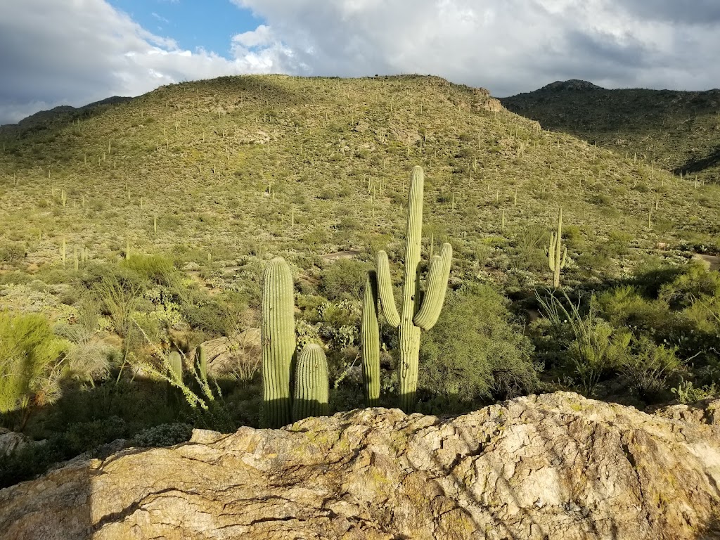 Javelina Rocks | Cactus Forest Dr, Tucson, AZ 85748, USA | Phone: (520) 733-5153
