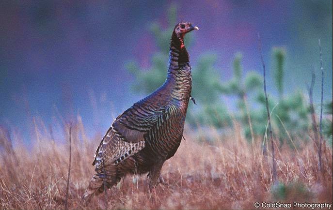 Boot Lake Scientific and Natural Area (SNA) | Jodrell St NE, Wyoming, MN 55092 | Phone: (651) 259-5800