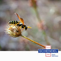 Schendel Pest Services | 1545 S Broadway, Wichita, KS 67211, USA | Phone: (316) 262-2332