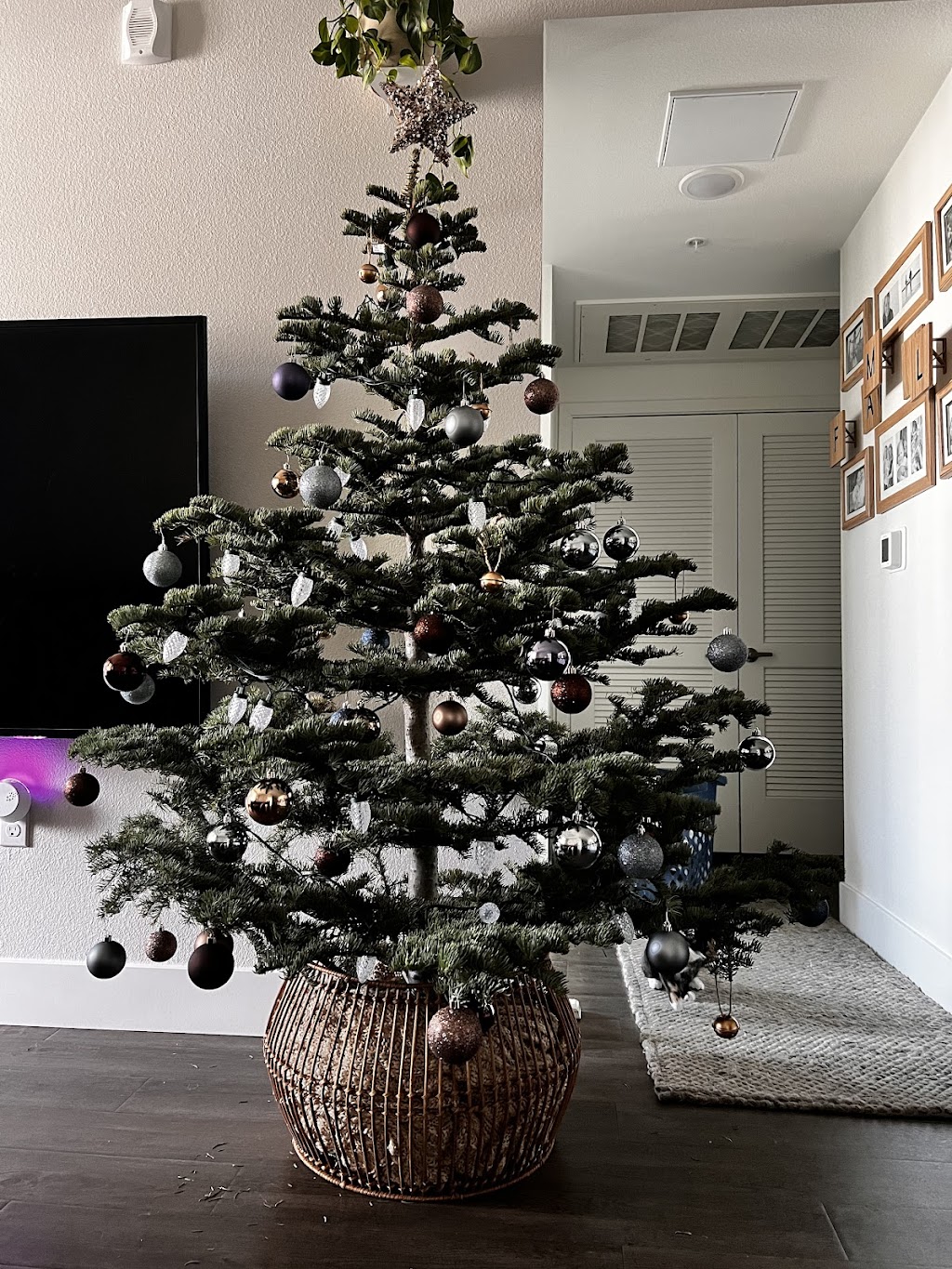 Winter springs christmas trees | 3295 Grand Ave, Chino Hills, CA 91709, USA | Phone: (503) 339-5410