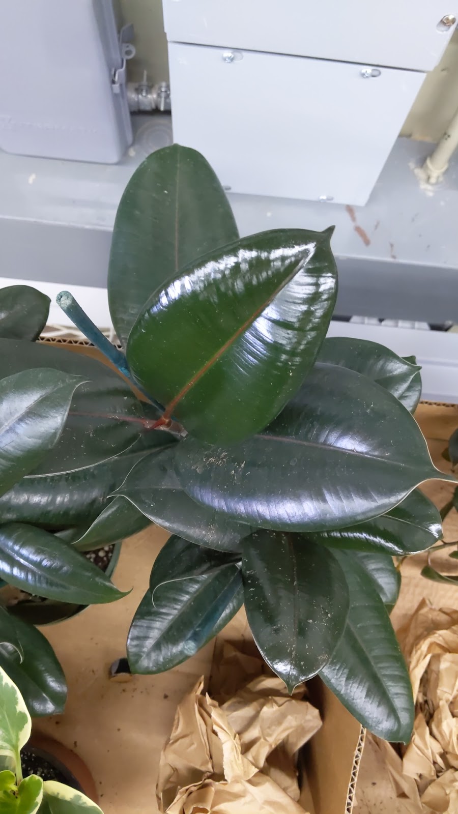 The Garden at Justin Ace Hardware | 1429 W 1st St, Justin, TX 76247, USA | Phone: (940) 648-0099