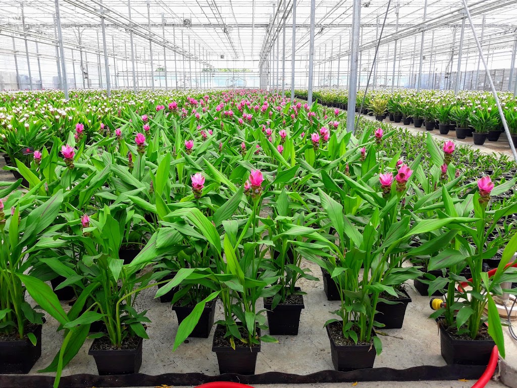 Hendriks Andrew & Sons Greenhouses Inc | 5095 N Service Rd, Beamsville, ON L0R 1B3, Canada | Phone: (905) 563-8132