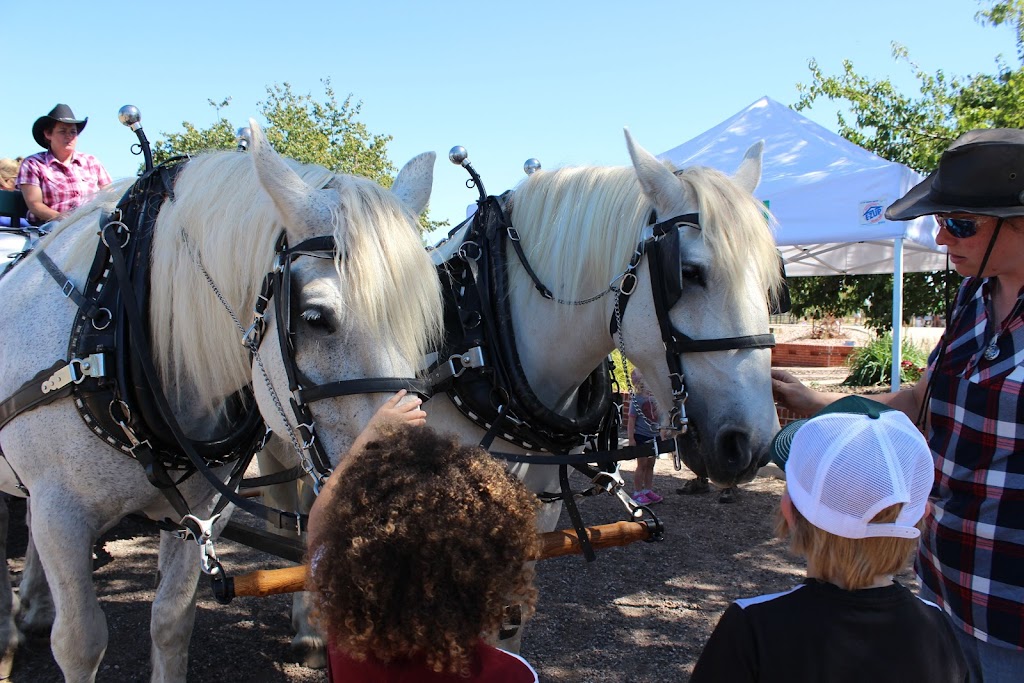 The Small Animal Clinic at Colorado Equine | 9616 W Titan Rd, Littleton, CO 80125, USA | Phone: (303) 791-0195