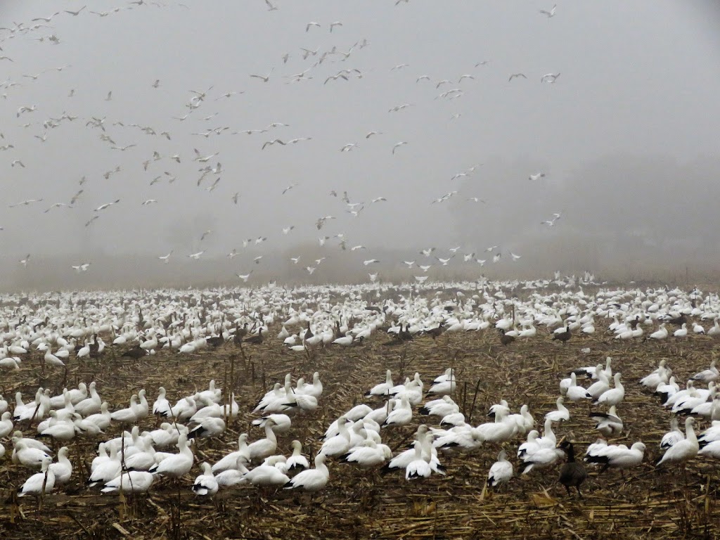 Beckwith Wildlife Observation Area | Beckwith Rd, Modesto, CA 95358, USA | Phone: (209) 826-3508