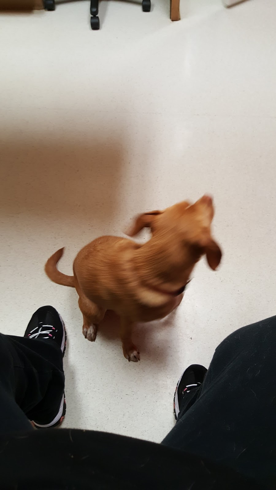 Slippery Rock Veterinary Hospital | 131 Branchton Rd, Slippery Rock, PA 16057, USA | Phone: (724) 794-8545