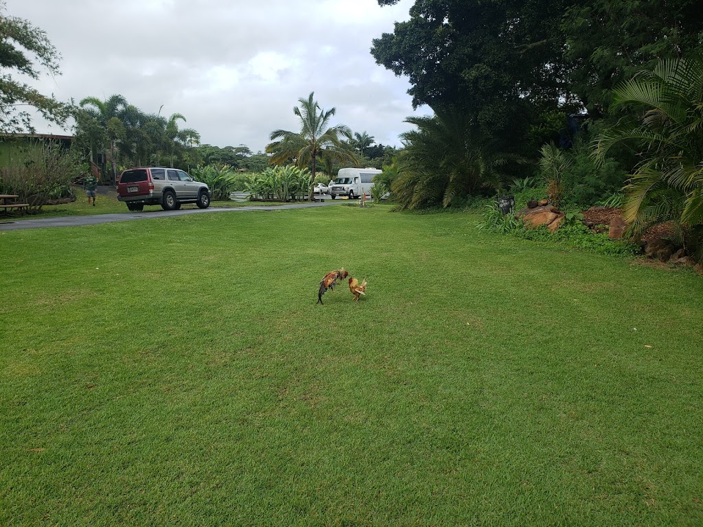 Tsues Farm | 62-400 Joseph P. Leong Hwy, Haleiwa, HI 96712, USA | Phone: (808) 744-5428