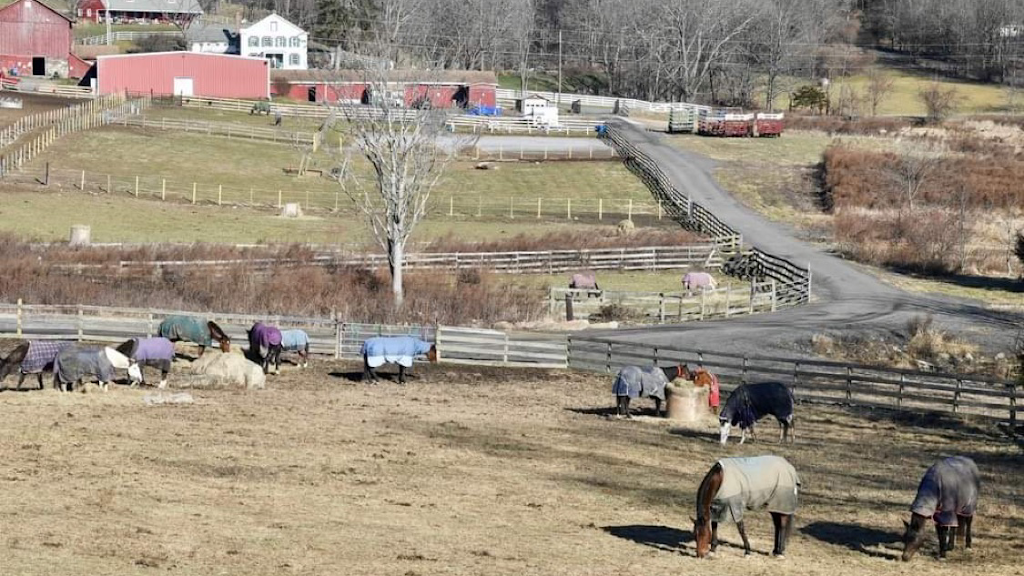 Heavenly Rose Equestrian, LLC. | 86 George Hill Rd, Branchville, NJ 07826, USA | Phone: (833) 474-3372