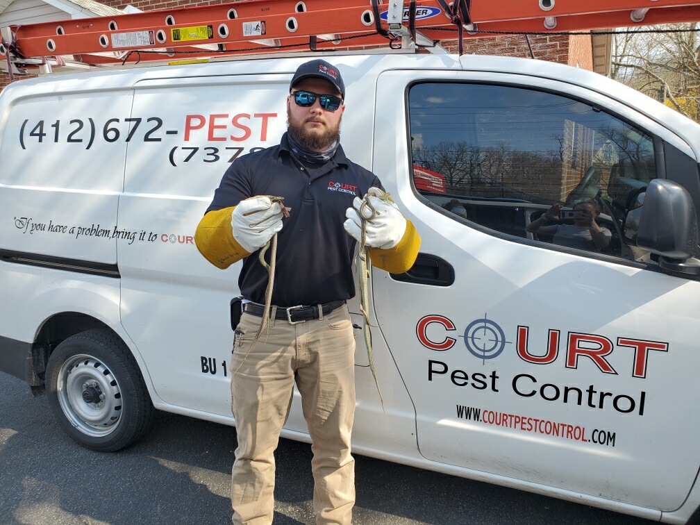 Court Pest Control LLC | 3131 5th Ave, North Versailles, PA 15137, USA | Phone: (412) 672-7378