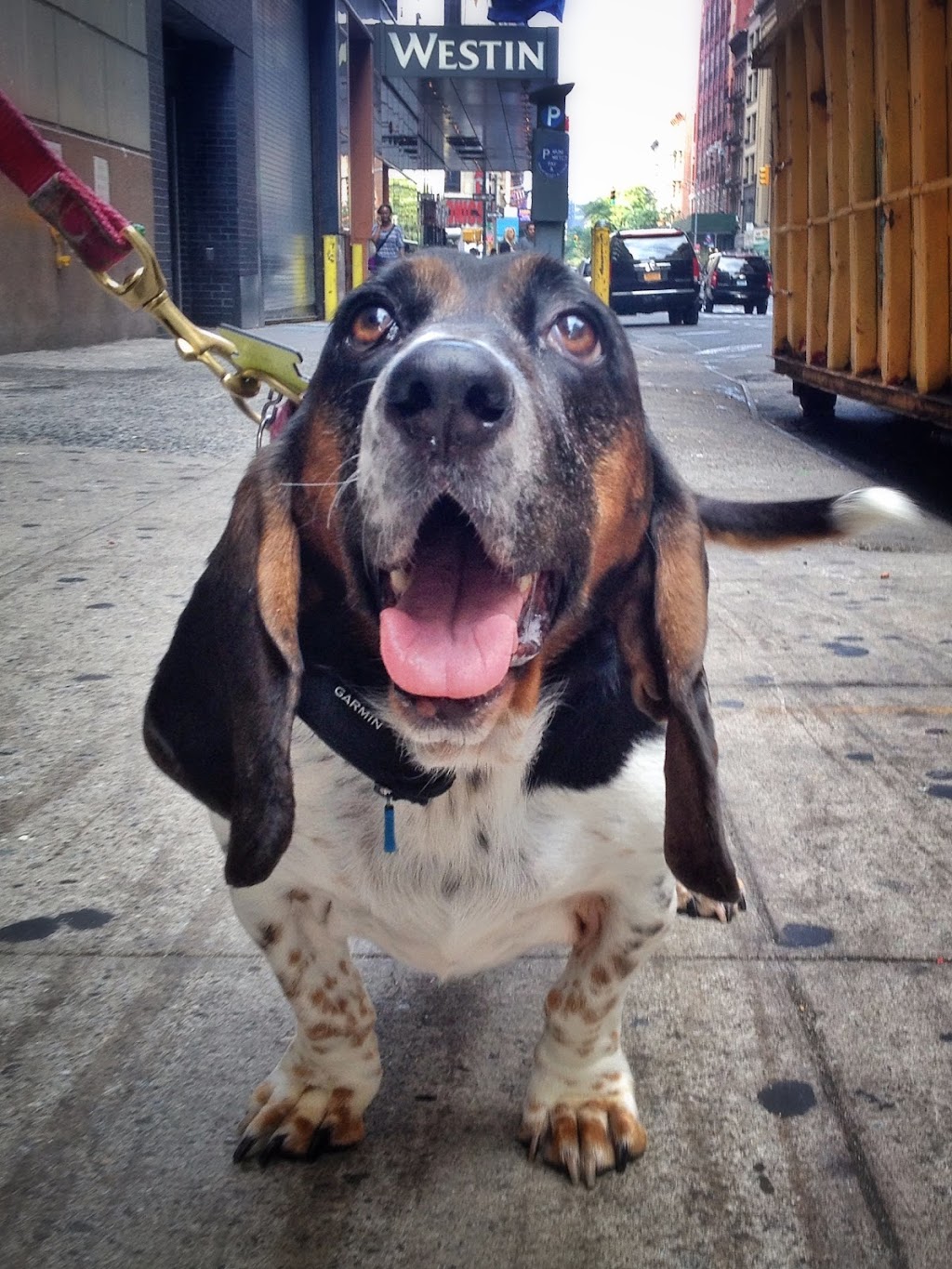 King Pup | 27 Loisaida Ave #3A, New York, NY 10009, USA | Phone: (917) 683-2229