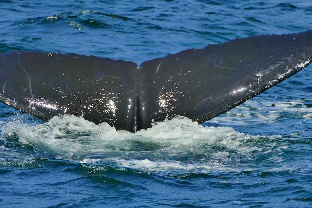 Hyannis Whale Watcher Cruises | 269 Millway, Barnstable, MA 02630, USA | Phone: (508) 362-6088