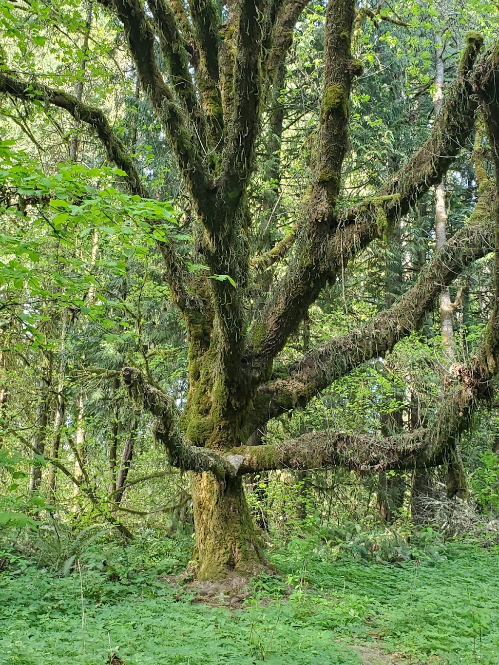 Whipple Creek Regional Park | 17202 NW 21st Ave, Ridgefield, WA 98642, USA | Phone: (360) 397-2285