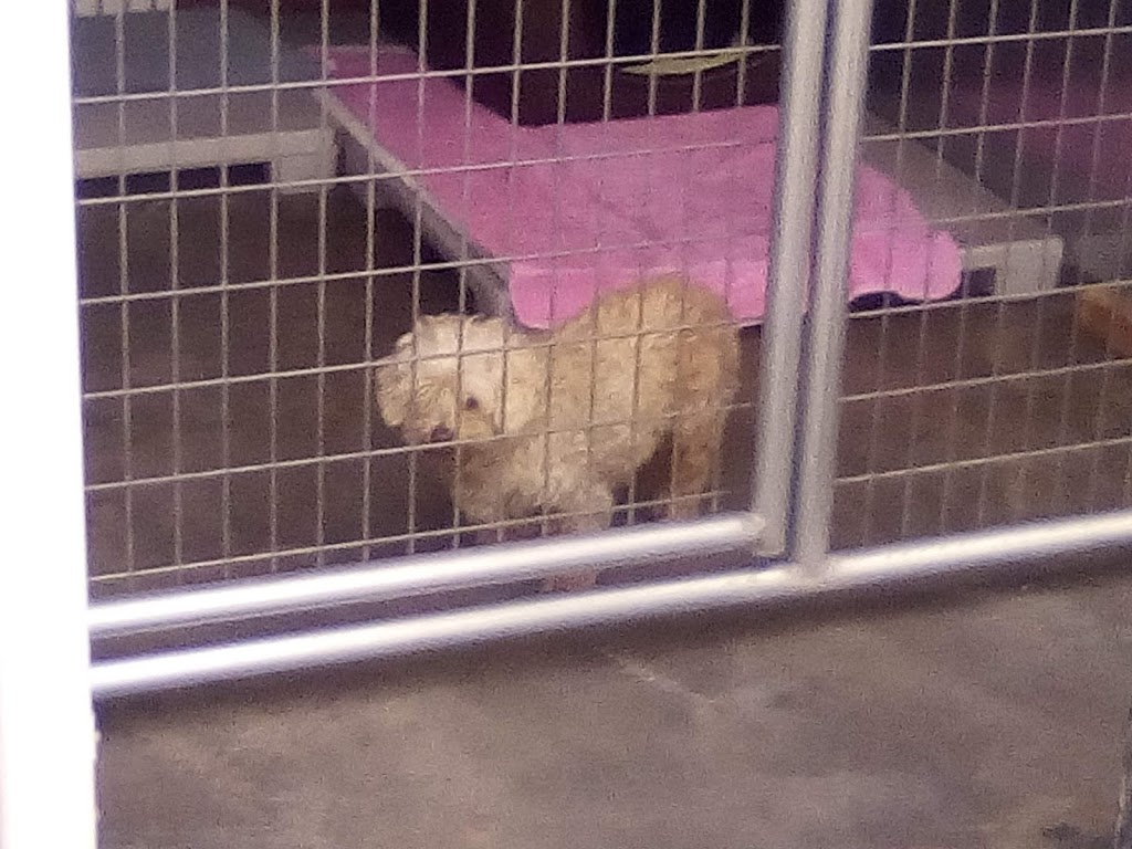 Creative Pet Supply | 305 N Harbor Blvd, San Pedro, CA 90731, USA | Phone: (310) 832-9929