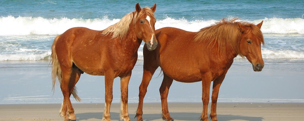 Corolla Wild Horse Fund | 1130 E, Corolla Village Rd, Corolla, NC 27927, USA | Phone: (252) 453-8002