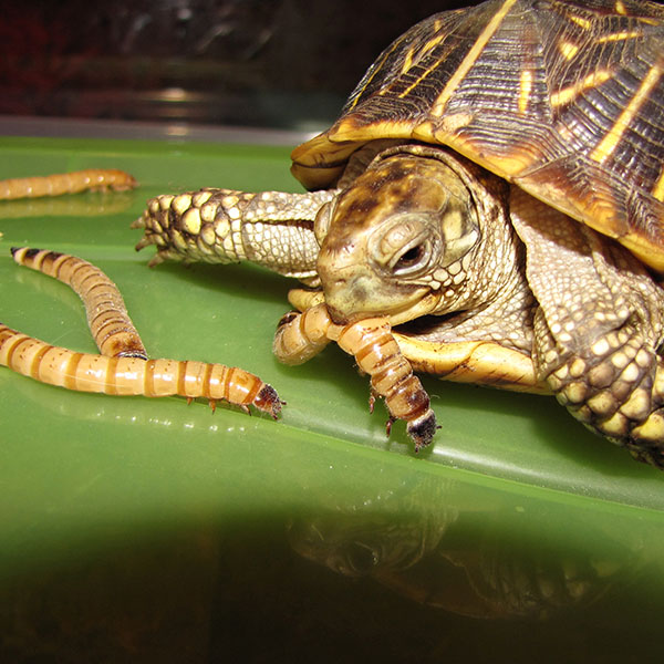 Sunshine State Worms | 11411 Citrus Way #2, Brooksville, FL 34601, USA | Phone: (727) 207-6753