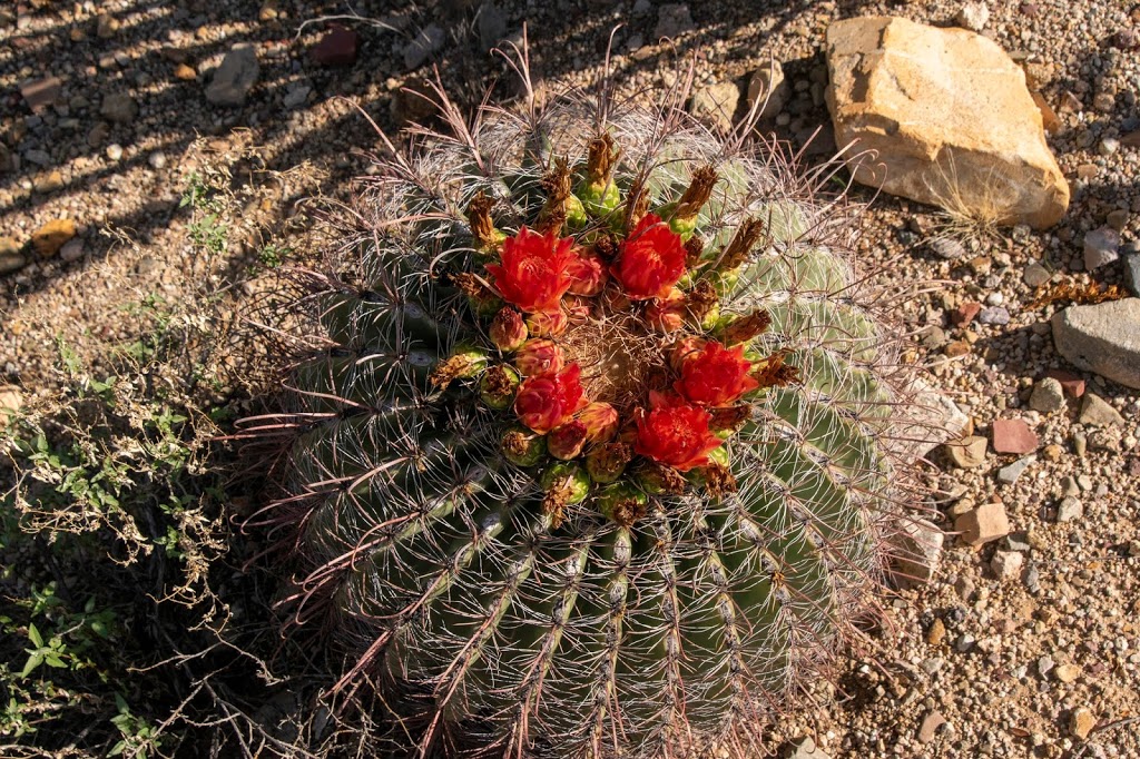 Red Hills Visitor Center | 2700 N Kinney Rd, Tucson, AZ 85743, USA | Phone: (520) 733-5158