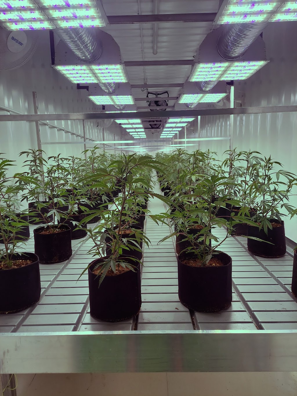 F1ne Cannabis Cultivation Ltd. | 5 Peacock Bay, St. Catharines, ON L2M 7N8, Canada | Phone: (905) 646-2000